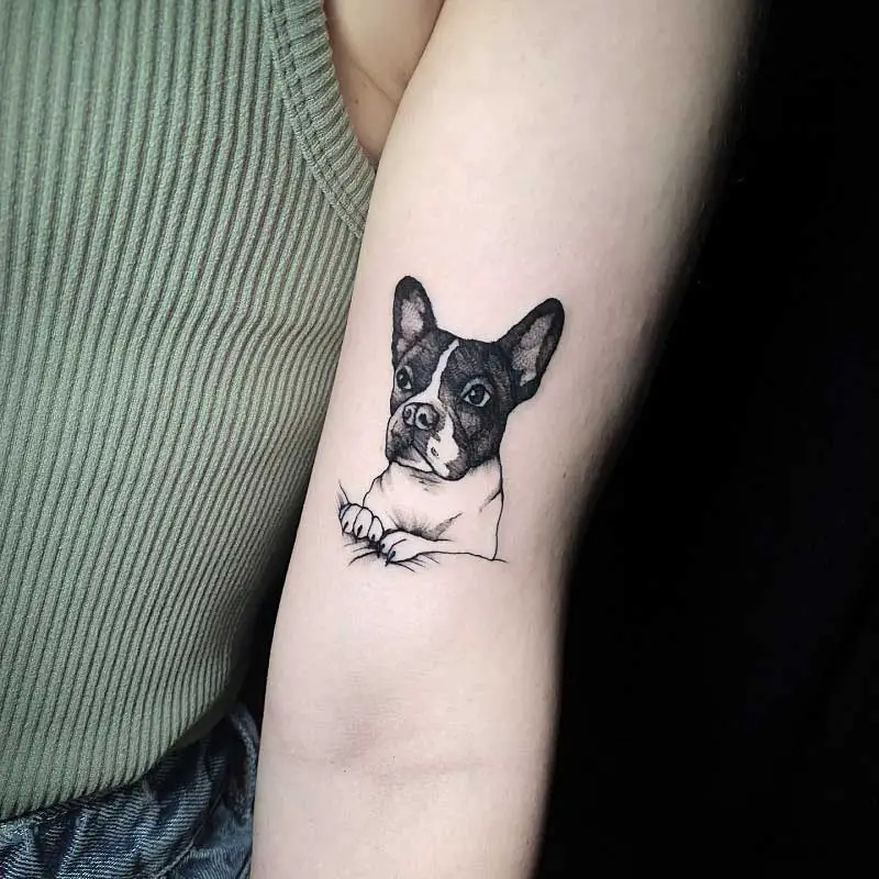 minimalist-bulldog-tattoo-5