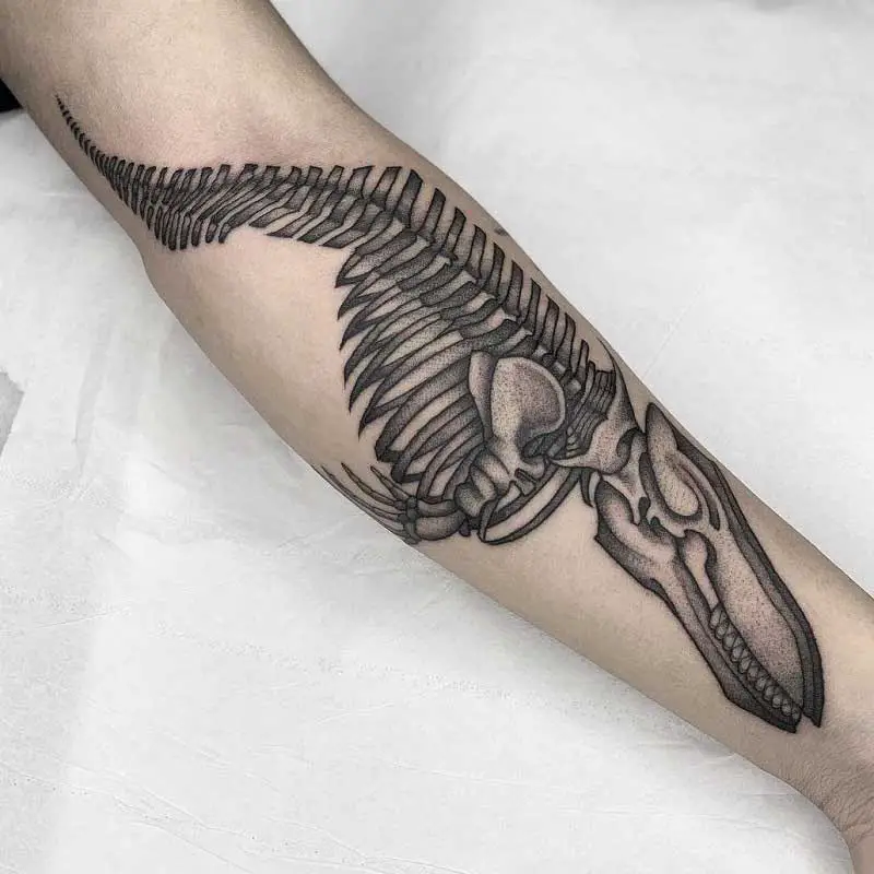 Shark skeleton on outer forearm   Done at spicyinkofficial   emallaofficial vladbladirons justatsupplies       tattoo   Instagram