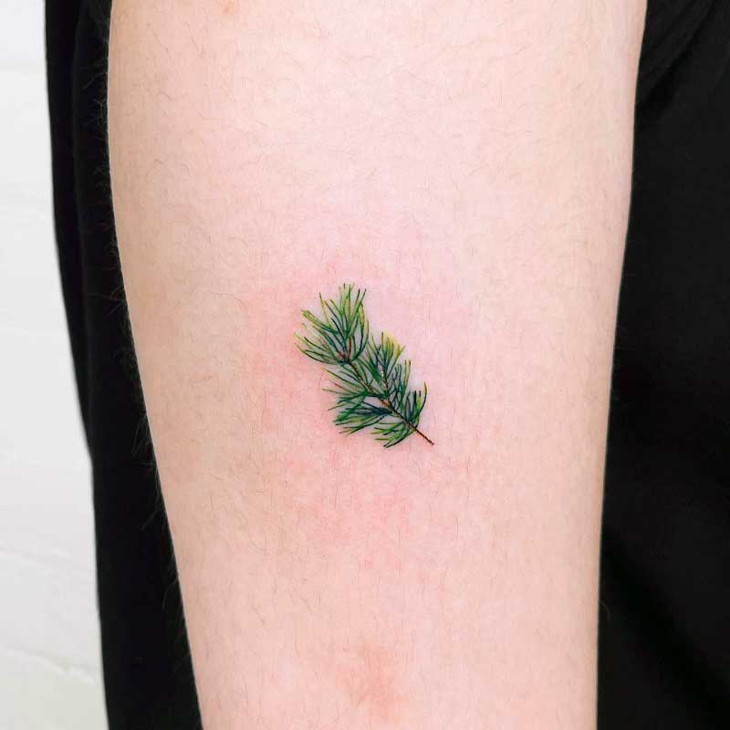 small-pine-tree-tattoo--3